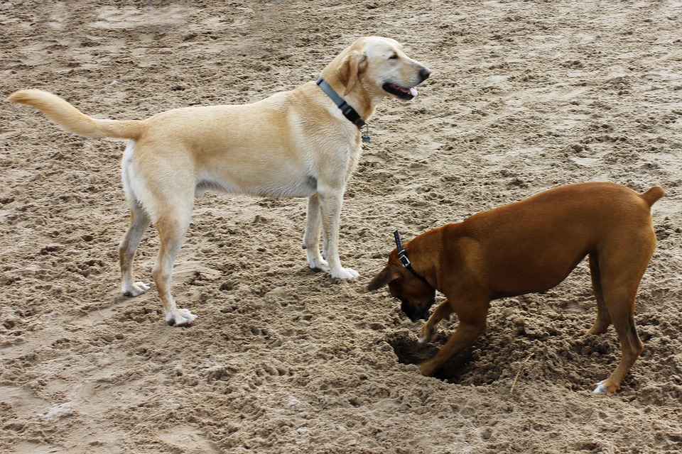 Hundestrände in Italien